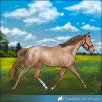 Horse Color:Bay Pearl Sabino