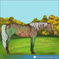 Horse Color:White Spotted Silver Bay Dun Brindle 