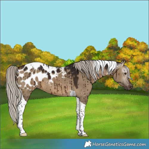 Horse Color:Gray Silver Bay Dun Tobiano Appaloosa Brindle 