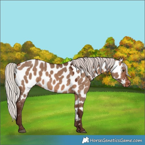 Horse Color:White Spotted Silver Bay Dun Appaloosa 