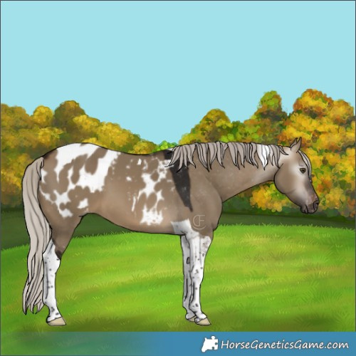 Horse Color:Gray Silver Brown Dun Tobiano Blanket 
