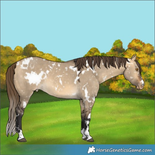 Horse Color:White Spotted Buckskin Dun Appaloosa 