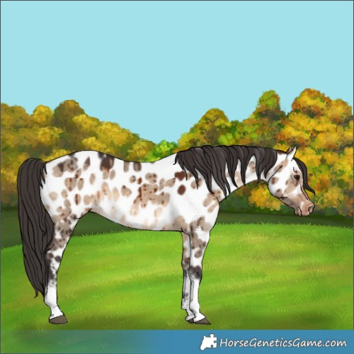 Horse Color:White Spotted Brown Dun Appaloosa Brindle 