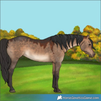 Horse Color:White Spotted Bay Dun