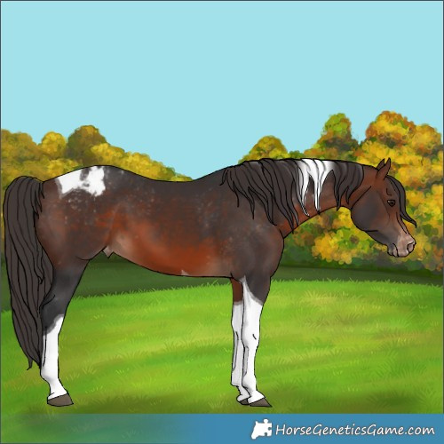 Horse Color:Brown Tobiano Appaloosa 