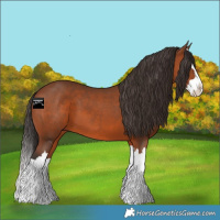 Horse Color:Bay Sabino Splash 