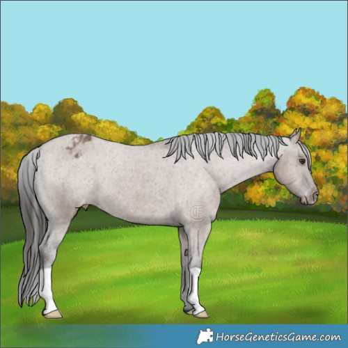 Horse Color:Liver Red Dun Appaloosa 