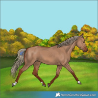 Horse Color:Red Dun 