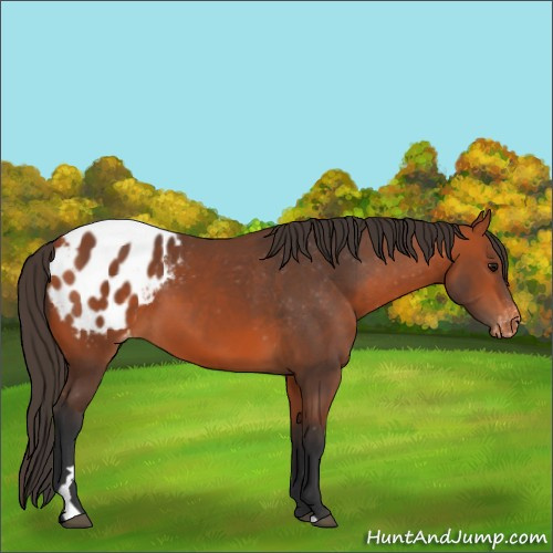 Horse Color:Bay Appaloosa 