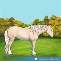 Horse Color:Palomino Pearl Sabino 