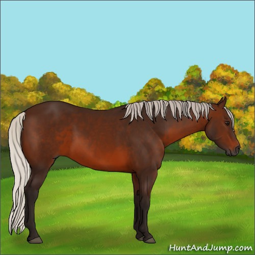 Horse Color:Gray Silver Bay 