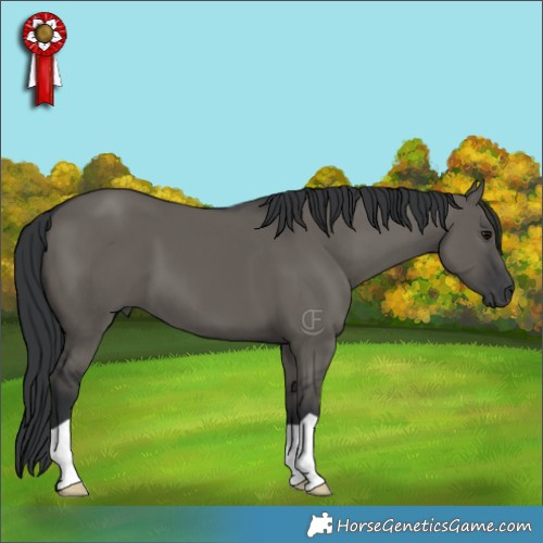 Horse Color:Grullo 