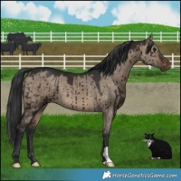 Horse Color:Brown Dun Brindle 