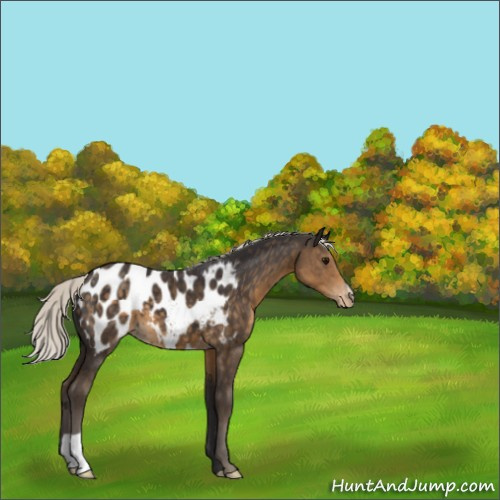 Horse Color:Silver Smoky Black Appaloosa 