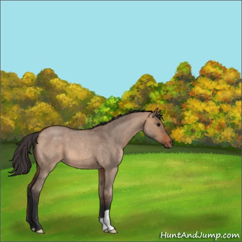 Horse Color:Bay Roan Dun 