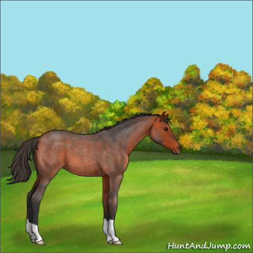 Horse Color:Bay Roan 