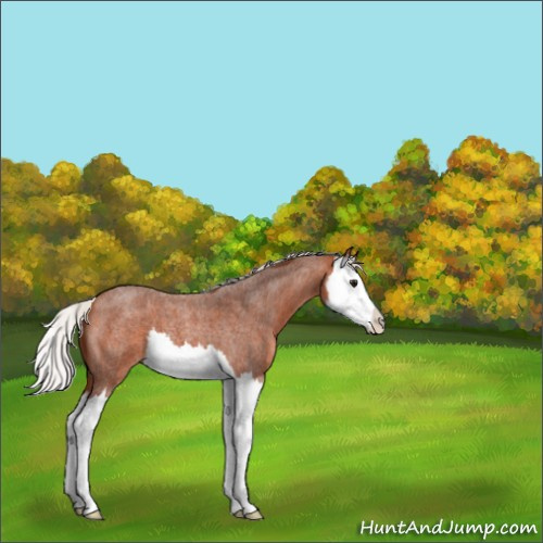 Horse Color:Silver Bay Roan Splash 