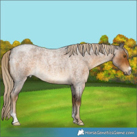 Horse Color:Chocolate Palomino Roan Sabino Rabicano