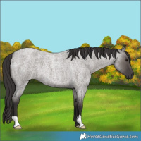 Horse Color:Smoky Grullo Roan 