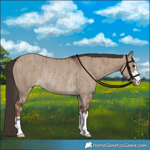 Horse Color:Liver Red Dun Rabicano Brindle 