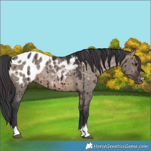 Horse Color:Brown Dun Appaloosa Brindle 