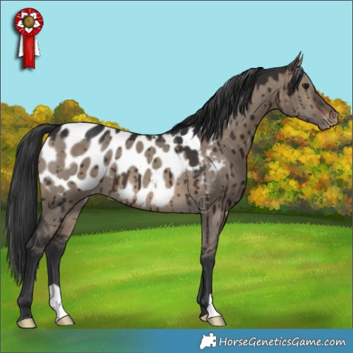 Horse Color:Brown Dun Appaloosa Brindle 