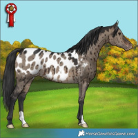 Horse Color:Brown Dun Appaloosa Brindle 