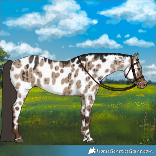 Horse Color:Liver Red Dun Appaloosa Brindle 