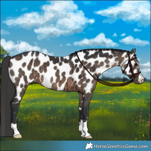 Horse Color:Brown Dun Appaloosa Brindle 