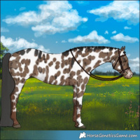 Horse Color:Liver Red Dun Appaloosa Brindle 