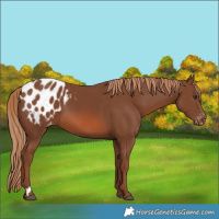 Horse Color:Chestnut Appaloosa