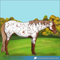 Horse Color:Chestnut Near Leopard 