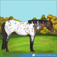 Horse Color:Brown Roan Near Leopard 