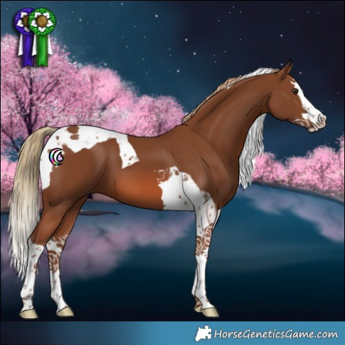 Horse Color:Chestnut Splash Tobiano 