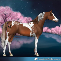 Horse Color:Chestnut Splash Tobiano