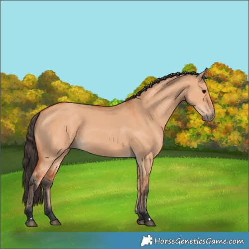 Horse Color:Bay Dun  and Bay Dun 