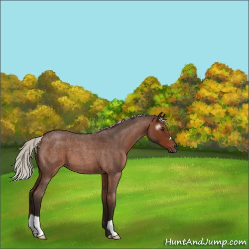 Horse Color:Gray Silver Bay Roan 