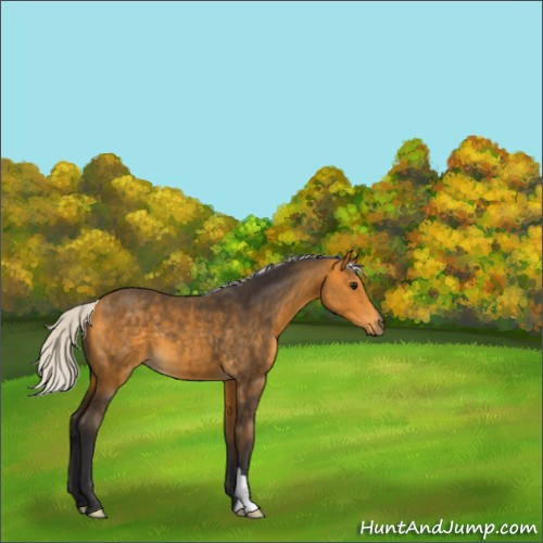 Horse Color:Silver Buckskin 