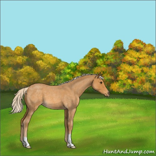 Horse Color:Palomino Roan 