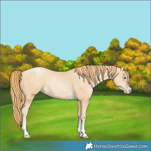 Horse Color:Smoky Black Pearl Sabino 