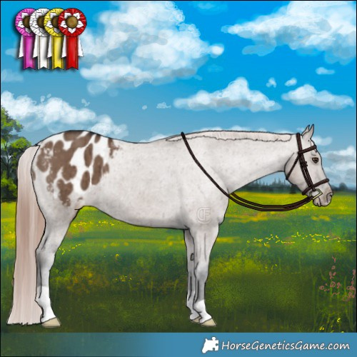 Horse Color:Liver Red Dun Appaloosa Brindle
