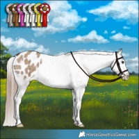Horse Color:Liver Red Dun Appaloosa Brindle 