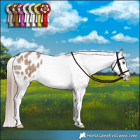 Horse Color:Liver Red Dun Appaloosa Brindle