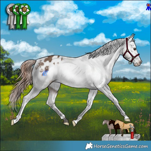 Horse Color:Liver Red Dun Appaloosa Brindle