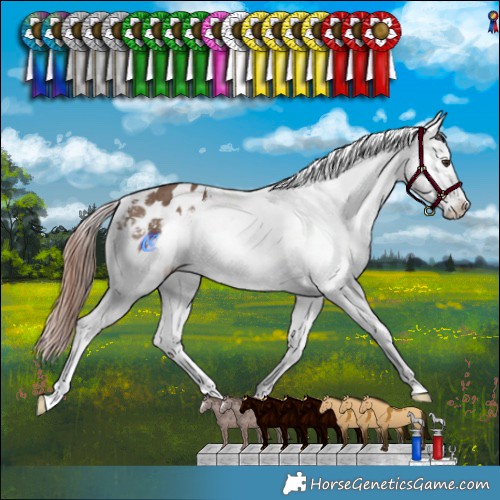 Horse Color:Liver Red Dun Appaloosa Brindle 