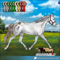 Horse Color:Liver Red Dun Appaloosa Brindle 