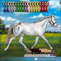 Horse Color:Liver Red Dun Appaloosa Brindle 