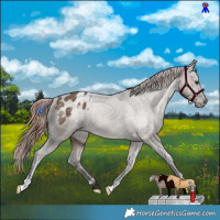 Horse Color:Liver Red Dun Appaloosa Brindle