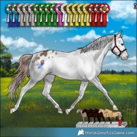 Horse Color:Liver Red Dun Appaloosa Brindle 