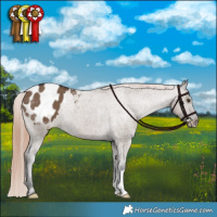 Horse Color:Liver Red Dun Appaloosa Brindle
